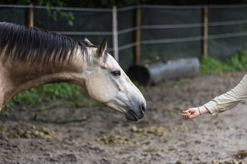 Bild 222 - Vivi und Mare